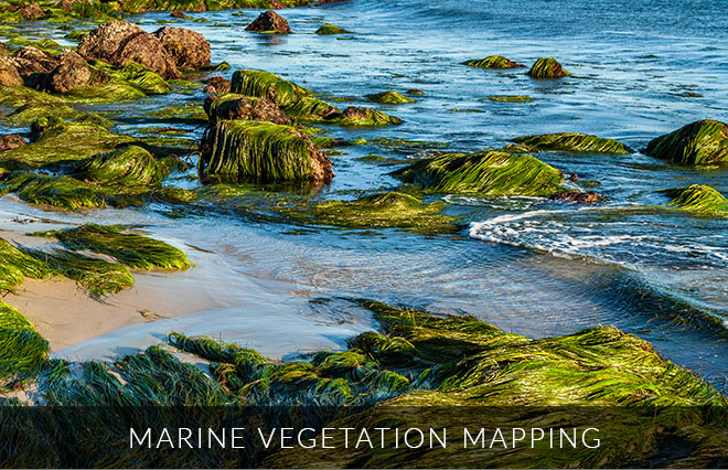 Marine Vegetation Mapping